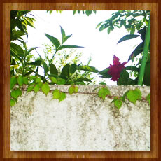 Be-Gardenについて