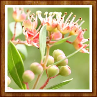 ハーブパウダー